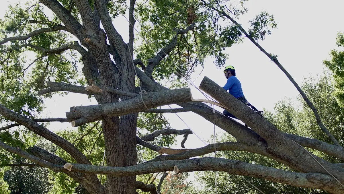Professional Crown Thinning performed by certified arborists in Lewis