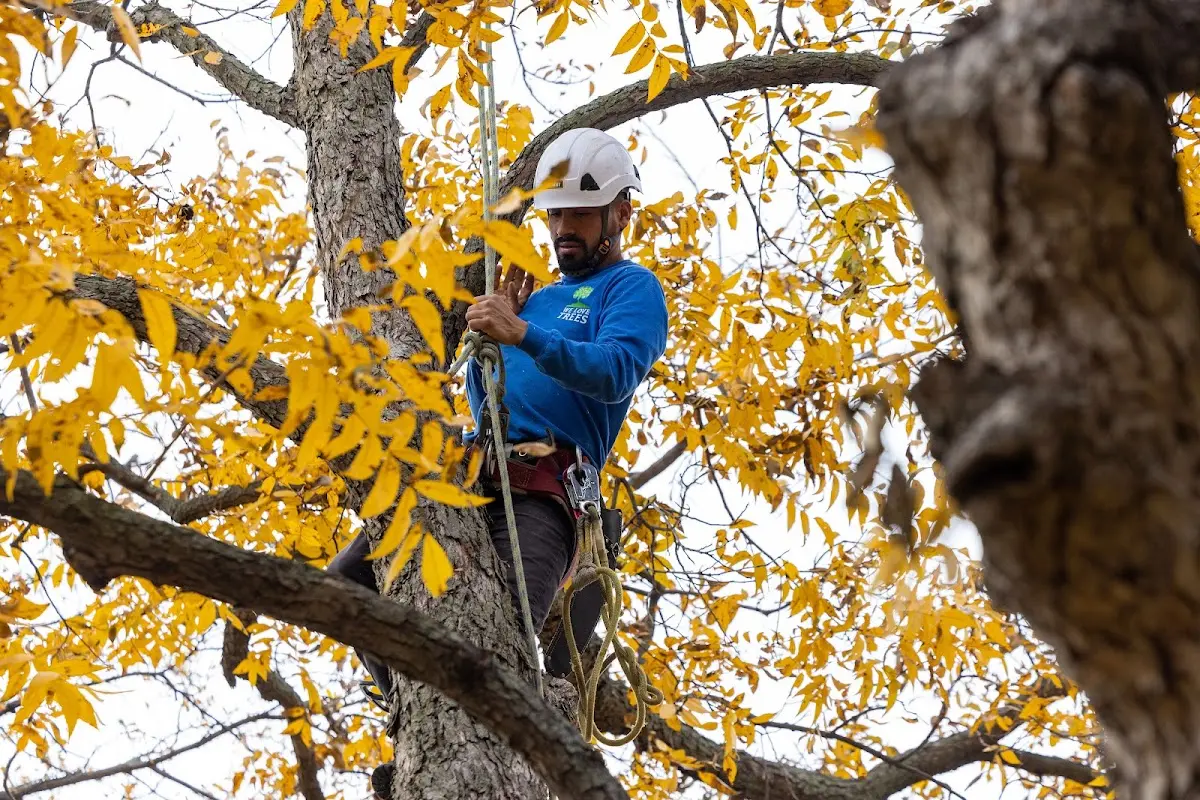 Skilled Dead Tree Removal crew working in Lewis
